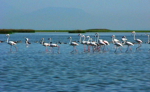 chilika tourist place