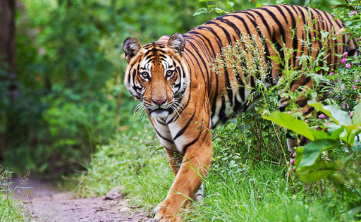 Similipal tourist place